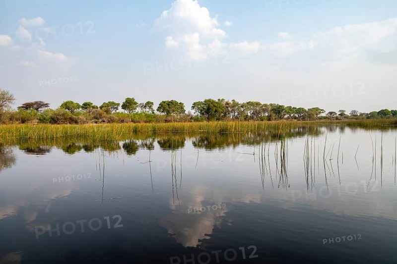 Trees reflected in water, river landscape, Thamalakane River, Okavango Delta, Botswana