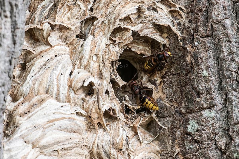 Hornissen (Vespa crabro), Emsland, Lower Saxony, Germany