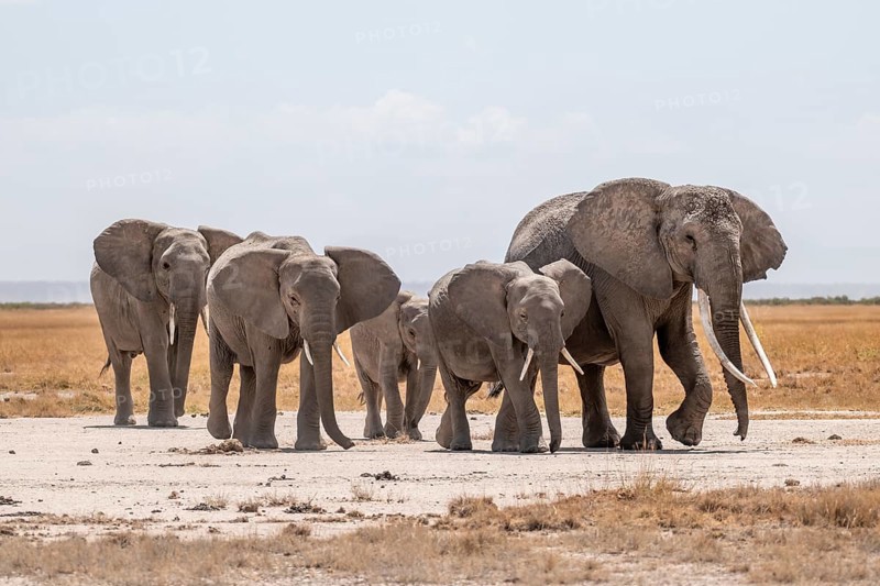African elephants (Loxodonta africana), herd in dry savanna, Amboseli National Park, Rift Valley Province, Kenya