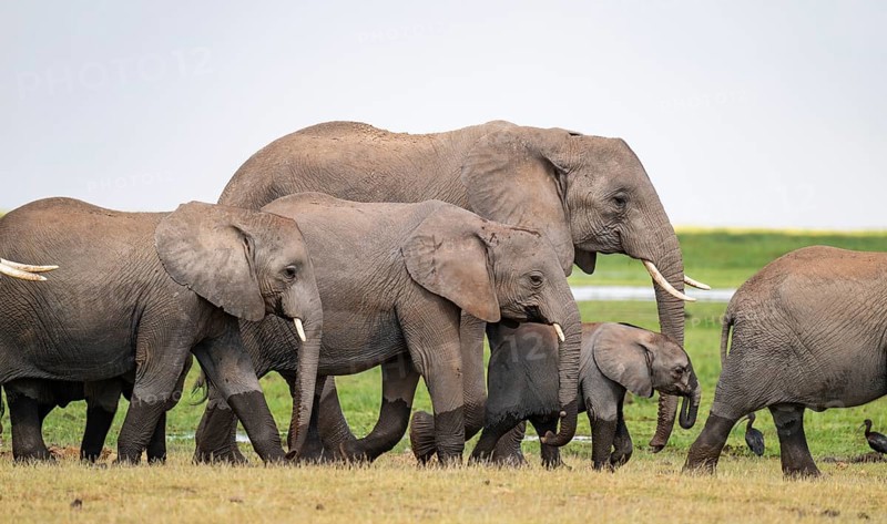 African elephant (Loxodonta africana), herd, Amboseli National Park, Rift Valley Province, Kenya