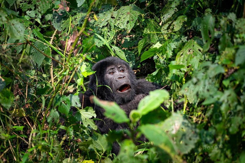 Mountain gorilla (Gorilla beringei beringei), among leaves, Bwindi Impenetrable Forest, Uganda
