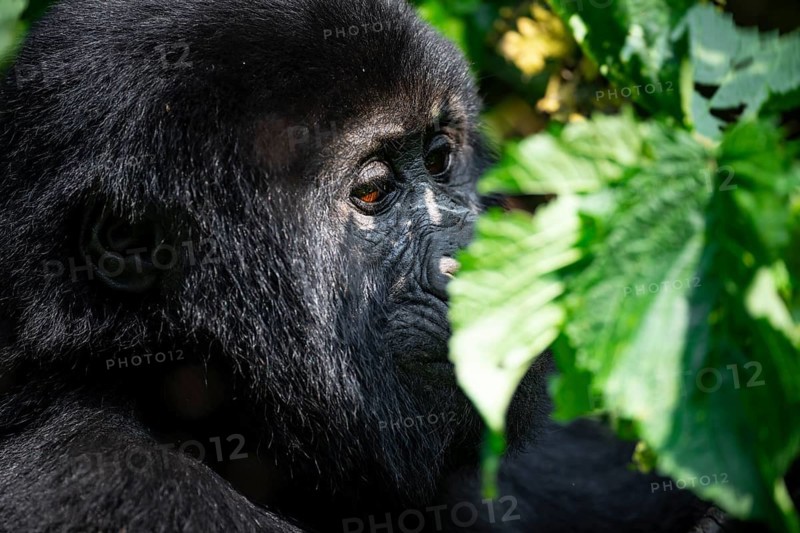 Mountain gorilla (Gorilla beringei beringei), between leaves, animal portrait, Bwindi Impenetrable Forest, Uganda