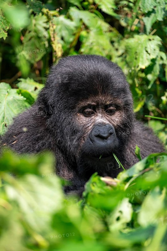 Mountain gorilla (Gorilla berengei berengei), Bwindi Impenetrable National Park, Uganda