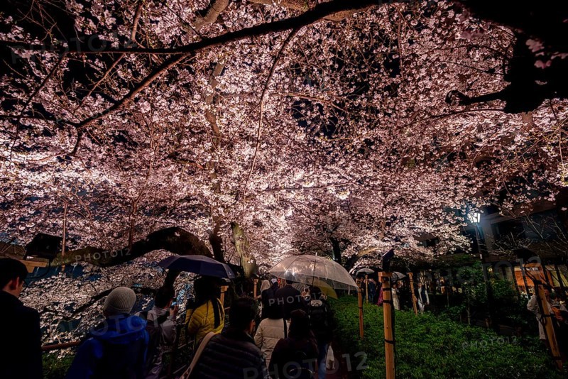 People walking under blooming illuminated cherry trees at night, Japanese cherry blossoms in spring, Hanami Festival, Chidorigafuchi Green Way, Tokyo, Japan