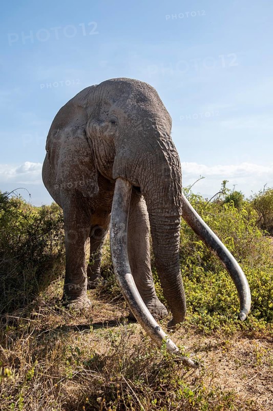 African elephant (Loxodonta africana) eats leaves, the famous Super Tusker elephant Craig, old male with long tusks, Kajiado County, Kenya