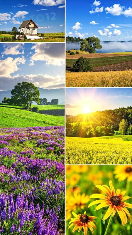 Collage of spring and summer landscapes, blooming flowers, green meadows and trees, hilly landscape with mountains, blue cloudy sky with sunrise or sunset, wallpaper illustration for banner or template background, AI generated