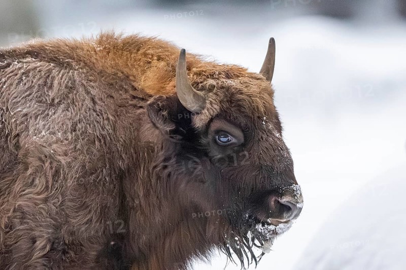 European bison (Bison bonasus) or Wisent portrait in winter, snow, Bavaria, Germany