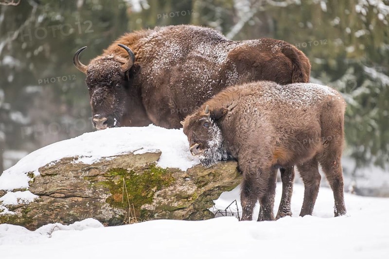 European bison (Bison bonasus) or Wisent standing on a meadow next to the forest in winter, snow, Bavaria, Germany