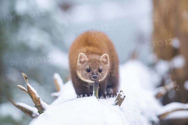 European pine marten (Martes martes) standing in the snow in winter, National Park Bavarian Forest, Bavaria, Germany