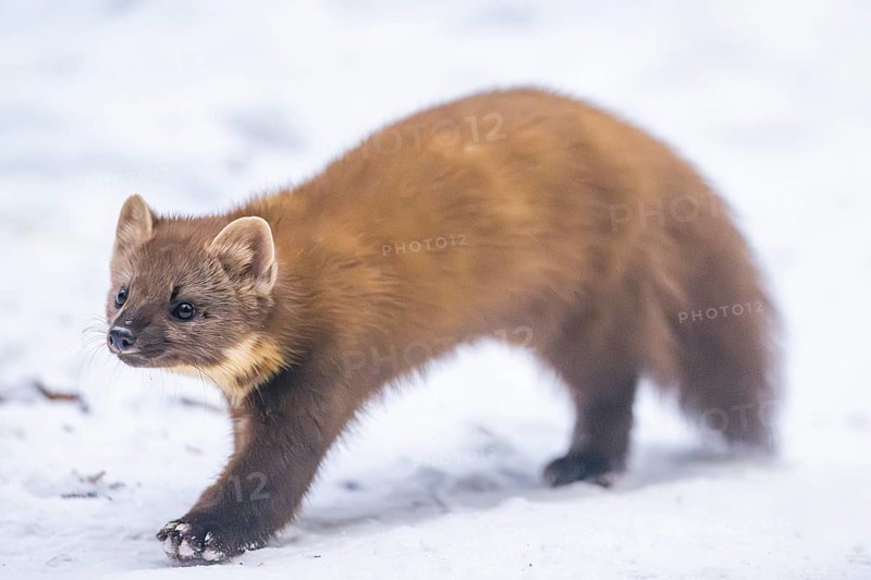 European pine marten (Martes martes) running in the snow in winter, National Park Bavarian Forest, Bavaria, Germany
