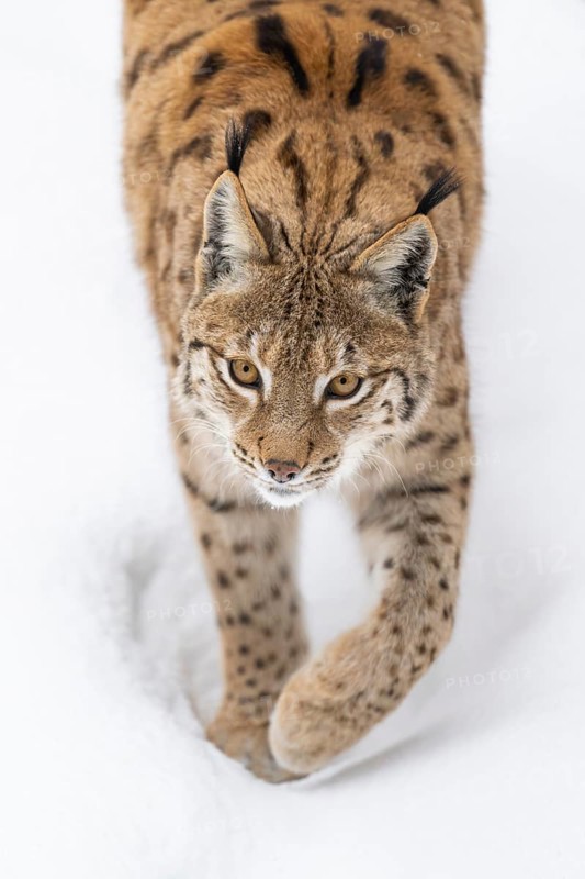 Eurasian lynx (Lynx lynx) walking in a forest in winter, snow, Bavaria, Germany