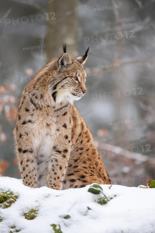 Eurasian lynx (Lynx lynx) sitting in a forest in winter, snow, Bavaria, Germany