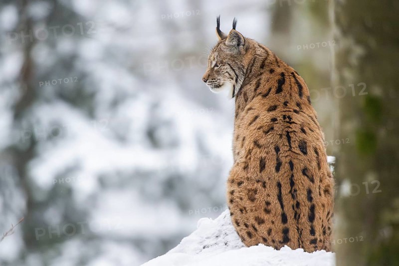 Eurasian lynx (Lynx lynx) sitting in a forest in winter, snow, Bavaria, Germany