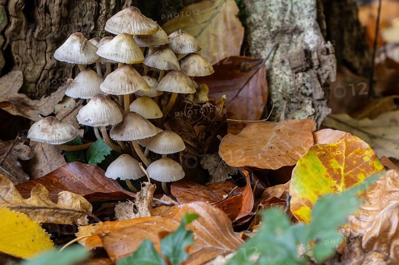 Helmlinge (Mycena), Emsland, Lower Saxony, Germany