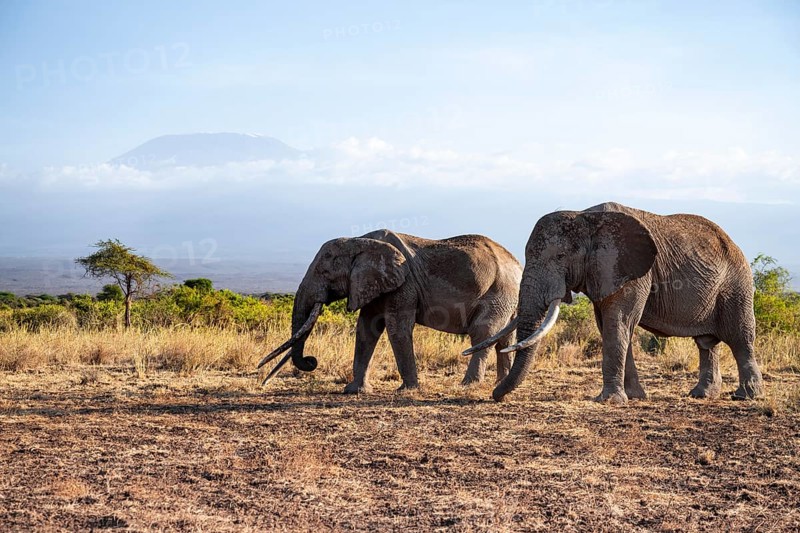 Two African elephants (Loxodonta africana) in a picturesque landscape with the summit of Mount Kilimanjaro, the famous Super Tusker elephant Craig and Pascal, old male with long tusks, in atmospheric evening light, Kajiado County, Kenya