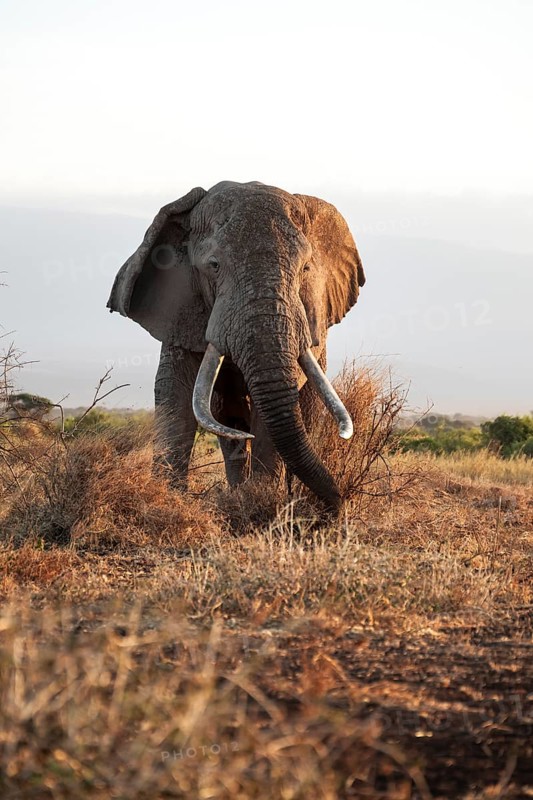 African elephant (Loxodonta africana), the famous Super Tusker elephant Craig, old male with long tusks, in the evening light, Kajiado County, Kenya