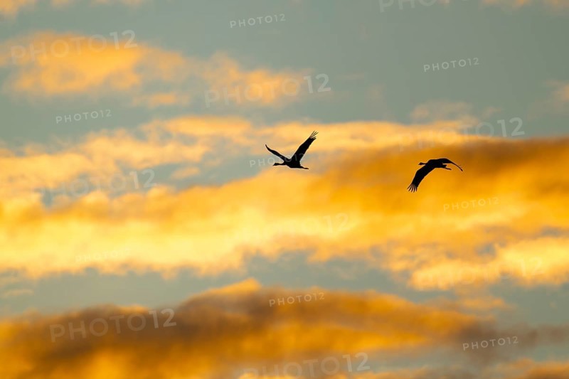 Crane (Grus grus) two cranes flying in the morning light against a blue sky with warm orange clouds, silhouettes, Lower Saxony, Germany