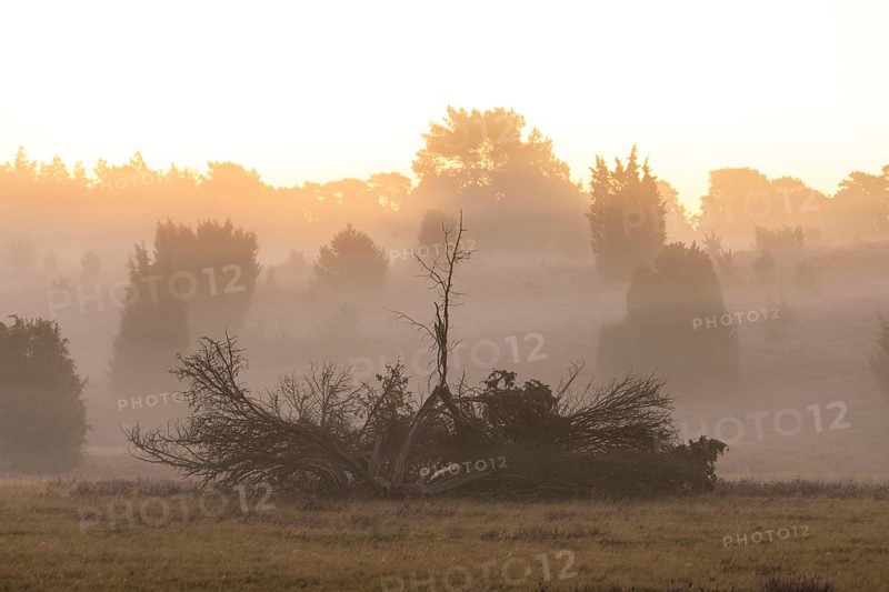 Enchanting morning atmosphere in August with fog in the blooming Lüneburger Heide near Niederhaverbeck