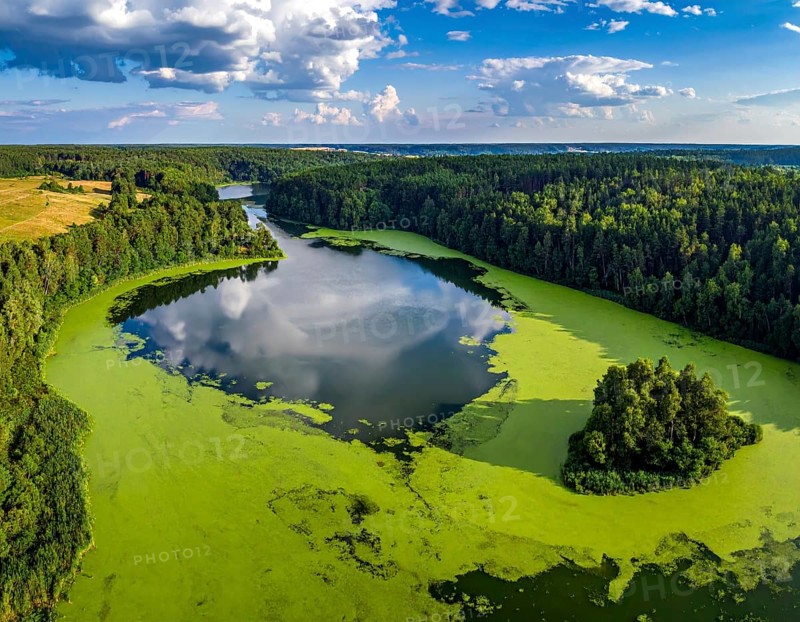 Green algae on the lake. Aerial view of nature, landscape with hills and forest in summer, cloudy sky, golden light at sunset, AI generated
