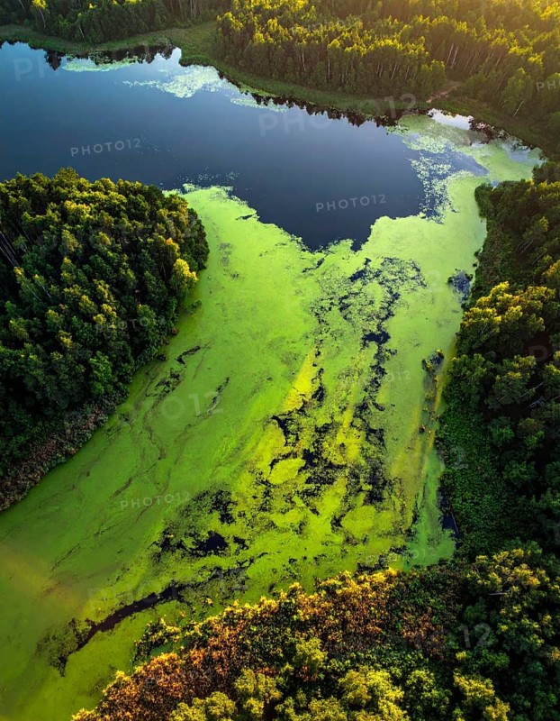 Green algae on the lake. Aerial view of nature, landscape with hills and forest in summer, cloudy sky, golden light at sunset, AI generated