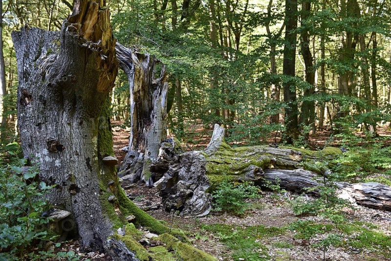 Dead wood in beech forest, Darß primeval forest, Darßer Wald, Mecklenburg-Western Pomerania, Germany