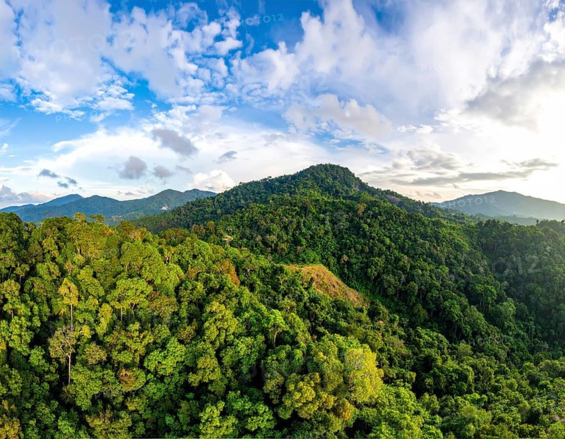 Banner background of tropical forest landscape scene, green wild jungle, cloudy sky at morning, concept and symbol of environmental ecology and sustainable energy, AI generated