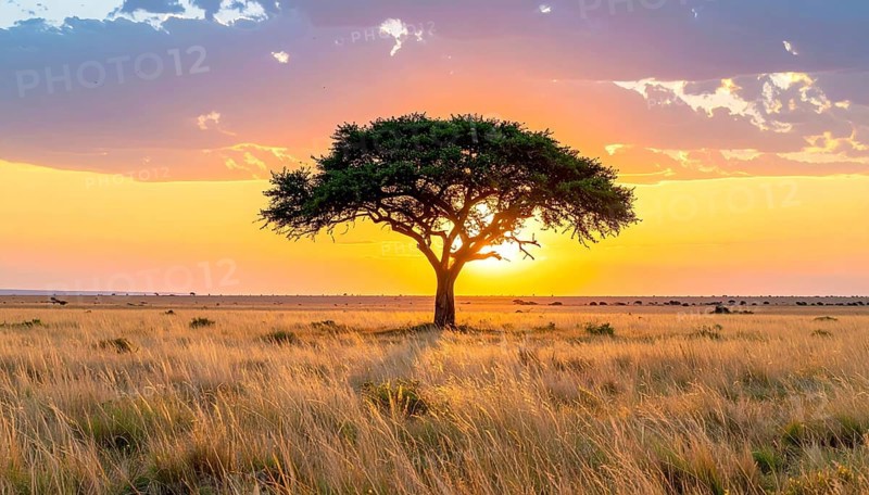 Single acacia tree in the savannah at sunset, solitude in the wild, dry grass in the foreground, yellow sky with colorful clouds, AI generated