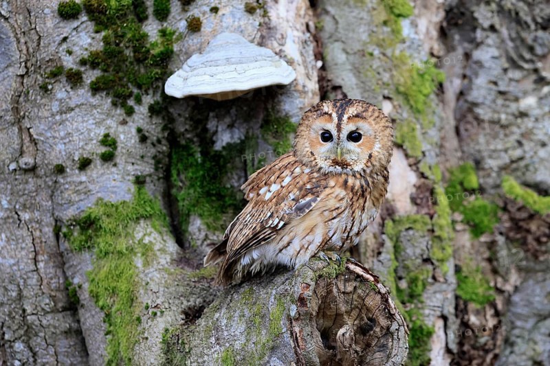 Tawny owl (Strix aluco), adult, on tree, in winter, alert, Bohemian Forest, Czech Republic, Europe, Germany
