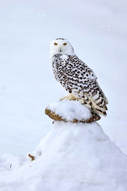 Snowy owl (Nyctea scandiaca), snowy owl, adult, alert, in snow, perch, in winter, Bohemian Forest, Czech Republic, Europe, Germany, captive