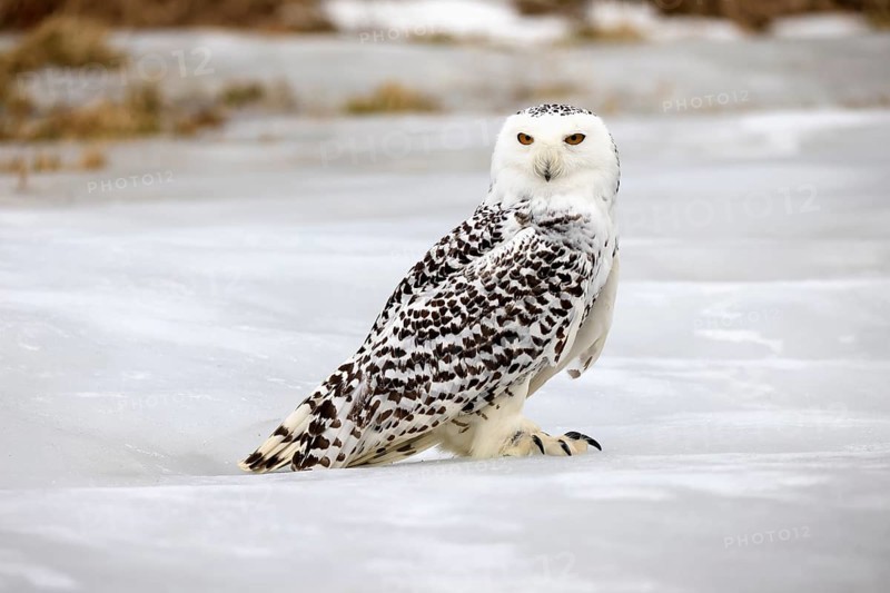 Snowy owl (Nyctea scandiaca), snowy owl, adult, alert, in snow, foraging, in winter, Bohemian Forest, Czech Republic, Europe, Germany, captive