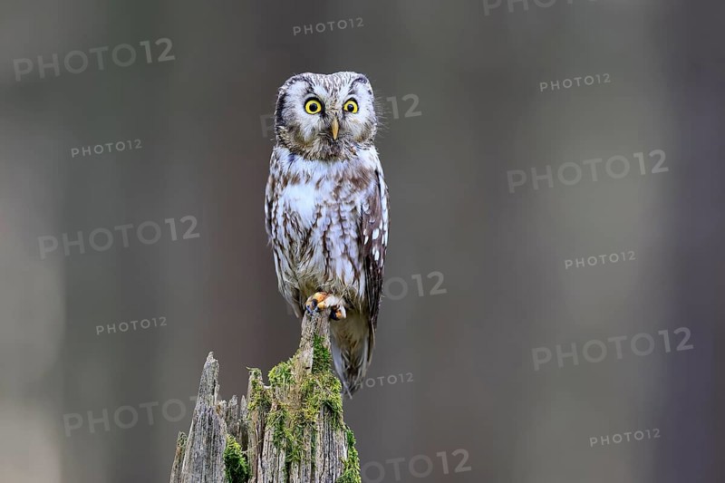 Roughfoot owl (Aegolius funereus), groufoot owl, adult, perch, alert, in winter, Bohemian Forest, Czech Republic, Europe, Germany