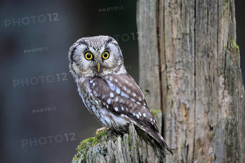 Roughfoot owl (Aegolius funereus), groufoot owl, adult, perch, tree trunk, alert, in winter, Bohemian Forest, Czech Republic, Europe, Germany