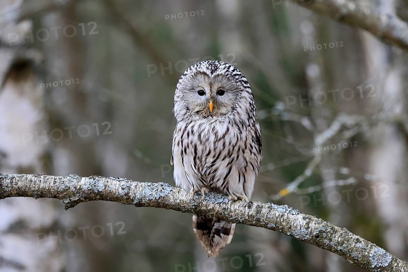 Hawk owl (Strix uralensis), adult, in winter, on branch, alert, Bohemian Forest, Czech Republic, Europe, Germany
