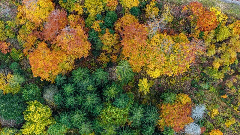 Autumn forest in the Black Forest. Drone photo of trees in colorful autumn leaves and conifers, some have dry branches. Titisee-Neustadt, Baden-Württemberg, Germany