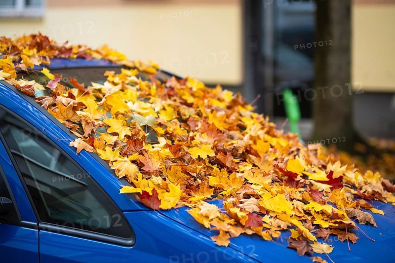 A car is covered with a thick layer of autumn leaves in autumn, Wuppertal, Germany