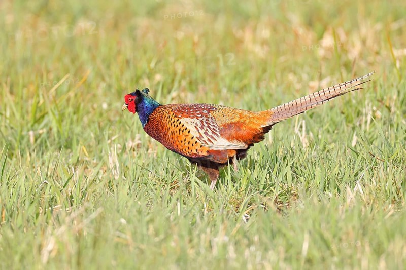 Pheasant, hunting pheasant (Phasianus colchicus), adult male bird in a meadow, wildlife, lembruch, ox moor, Dümmer nature park Park, Lower Saxony, Germany