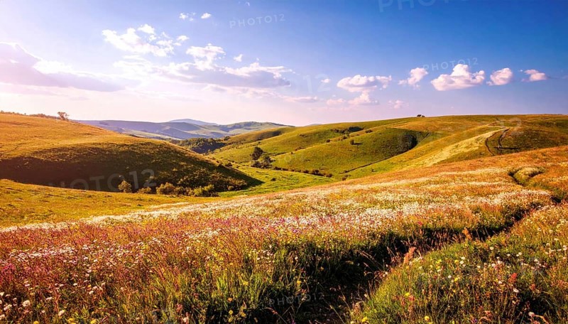 Fresh summer hilly Landscape with blooming Meadow, green plants, Blue Sky with cloudy sky, serene nature background, AI generated