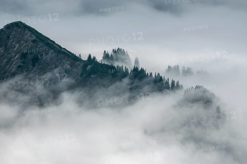 Ridge with conifers sticking out of fog, Allgäu Alps, near Oberstdorf, Oberallgäu, Allgäu, Bavaria, Germany