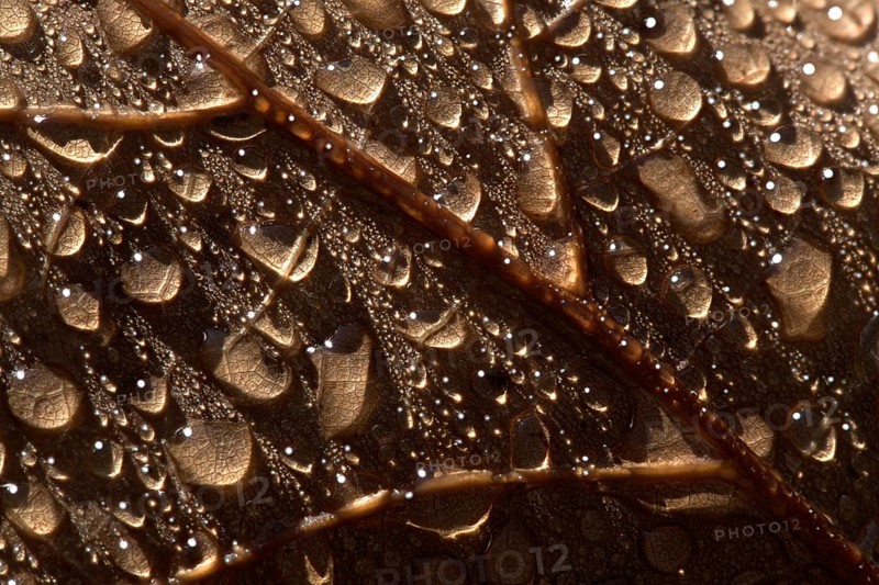 Dew drops on the leaf of a red oak (Quercus rubra), Emsland, Lower Saxony, Germany