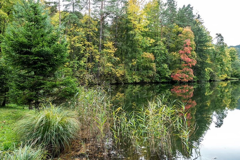 Autumn atmosphere, autumn-colored trees at Lake Mittersee, Füssen, Allgäu, Bavaria, Germany