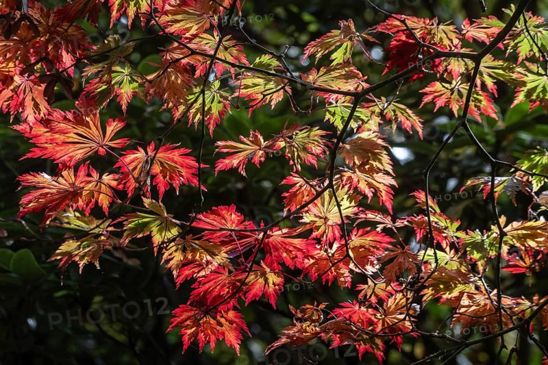 Adenhut leaf maple (Acer japonicum aconitifolium), autumn leaves, Emsland, Lower Saxony, Germany