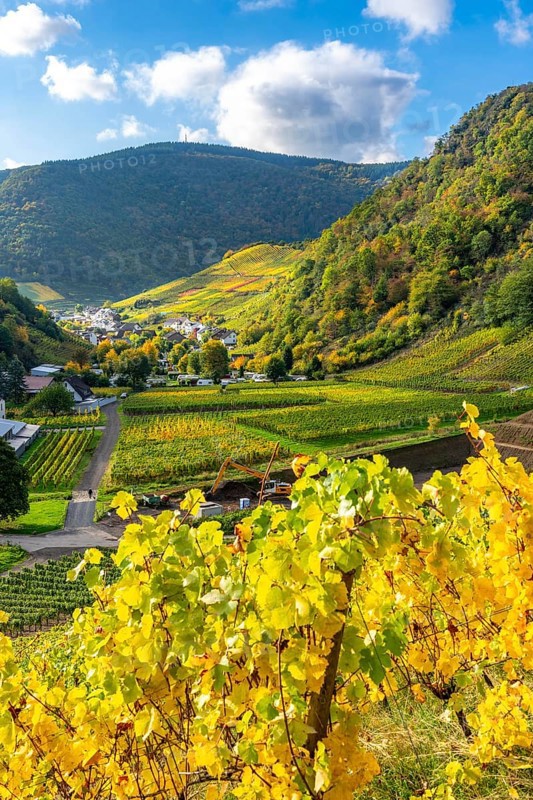 Vineyards in autumn in the central Ahr valley, near Mayschoß, Rhineland-Palatinate