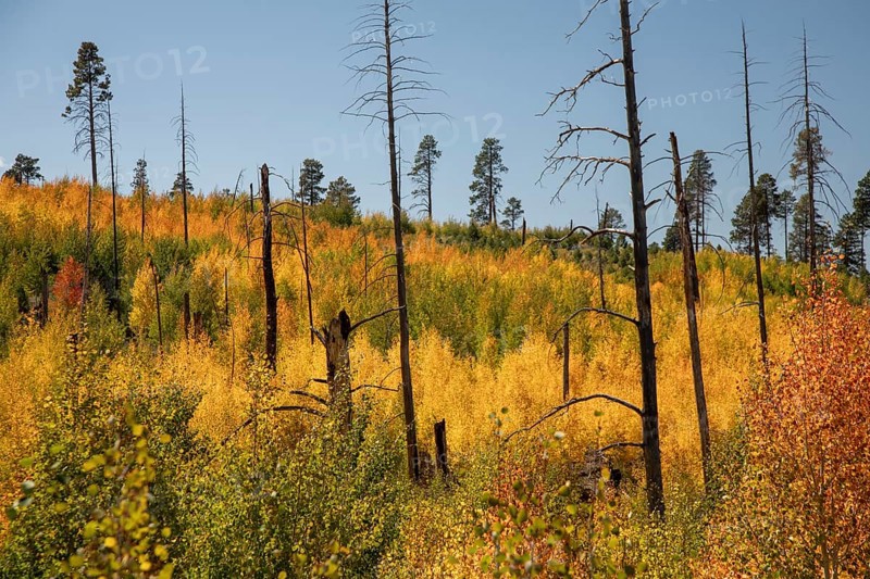Jacob Lake, Arizona - Aspens show their brilliant fall colors as they revegetate the area burned by the Warm Fire in 2006. That wildfire burned 60, 000 acres north of the Grand Canyon in Kaibab National Forest