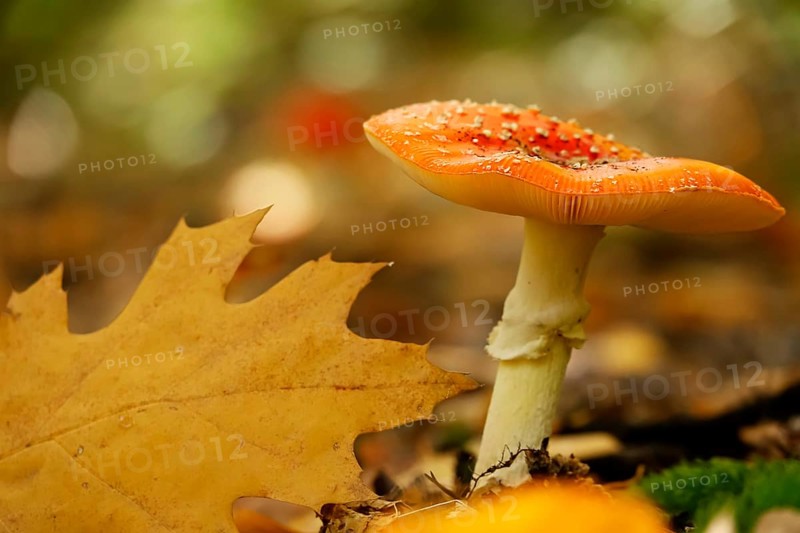 Fairytale toadstool, autumn, Germany