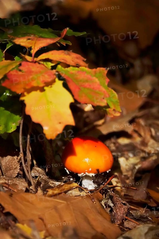Fairytale toadstool, autumn, Germany