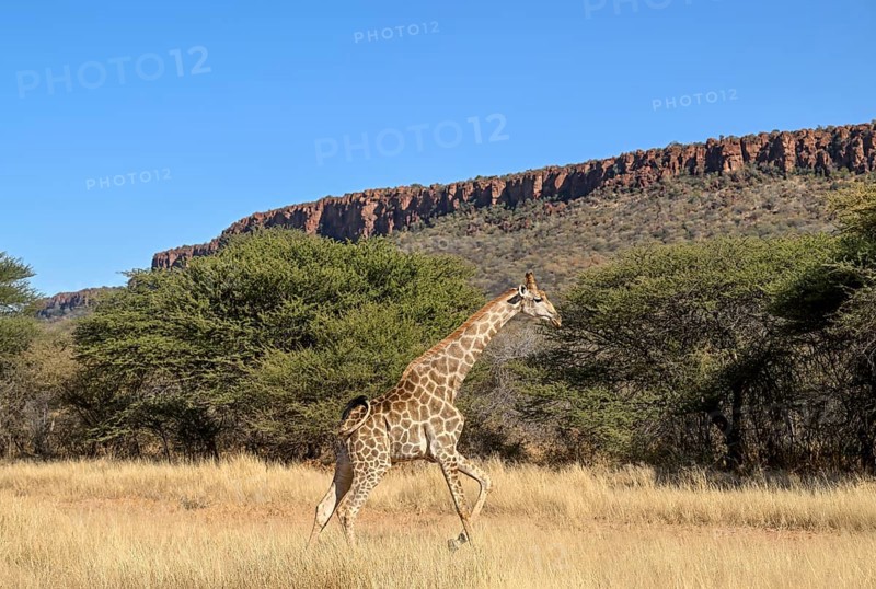 Angola giraffe (Giraffa camelopardalis angolensis) at the foot of the Waterberg, Otjozondjupa region, Namibia