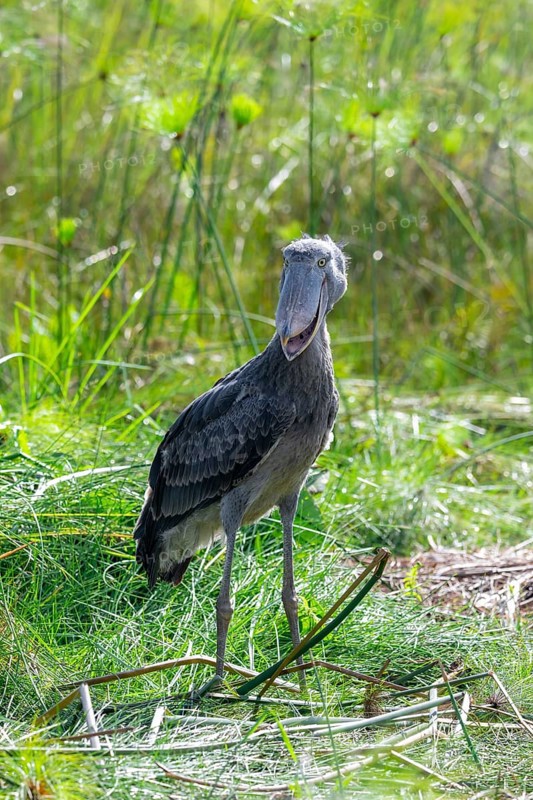 Shoebill (Balaeniceps rex) in the swamps of Mabamba between Papyrus, Lake Victoria, Uganda