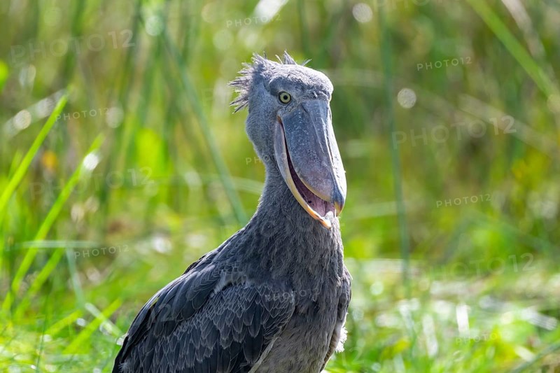 Shoebill (Balaeniceps rex) in the swamps of Mabamba, Lake Victoria, Uganda