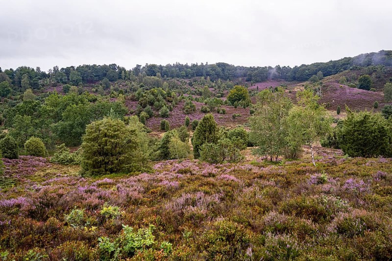 Purple flowering heath, broom heather and juniper bushes, Lüneburg Heath nature reserve, Lower Saxony, Germany