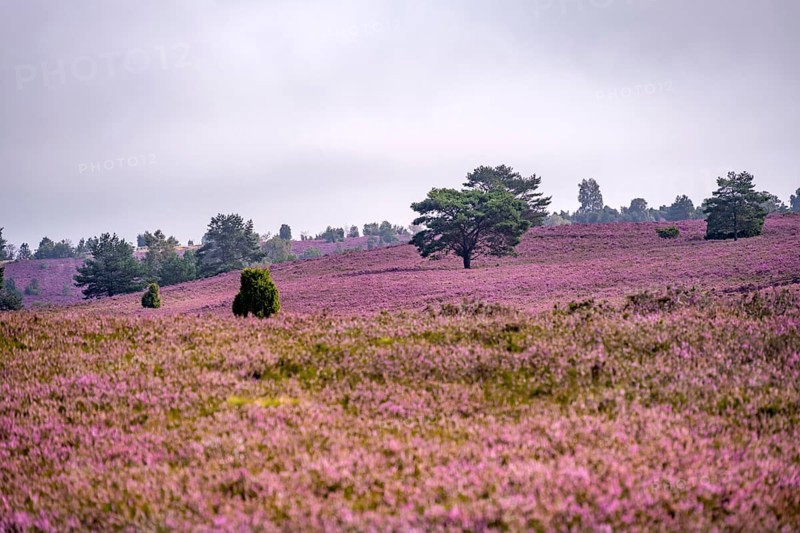 Purple flowering heath, heather and juniper bushes, Lüneburg Heath nature reserve, Lower Saxony, Germany